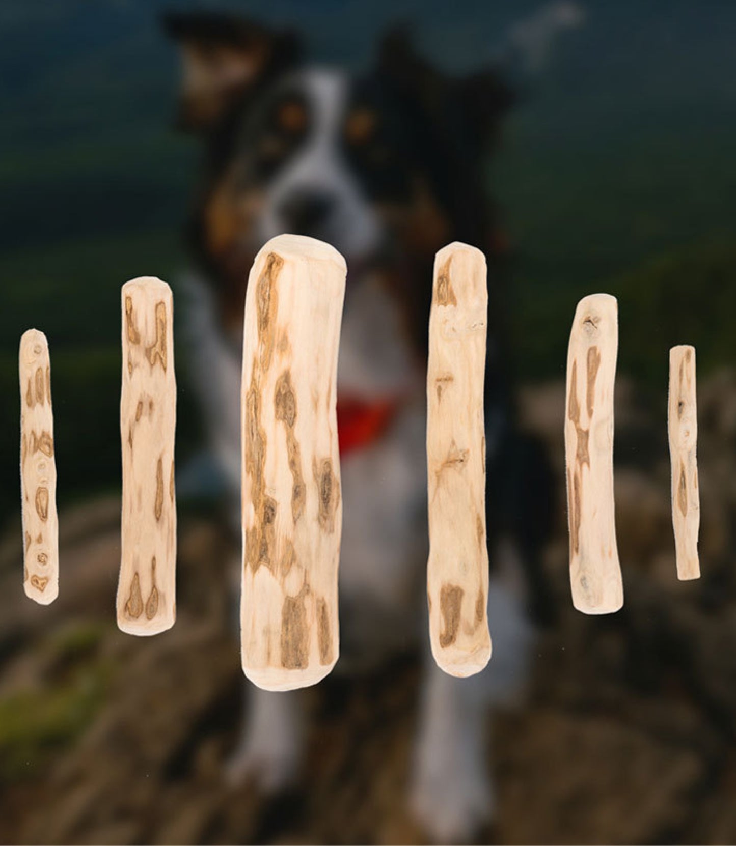 Dog Coffee Wood Chew Stick